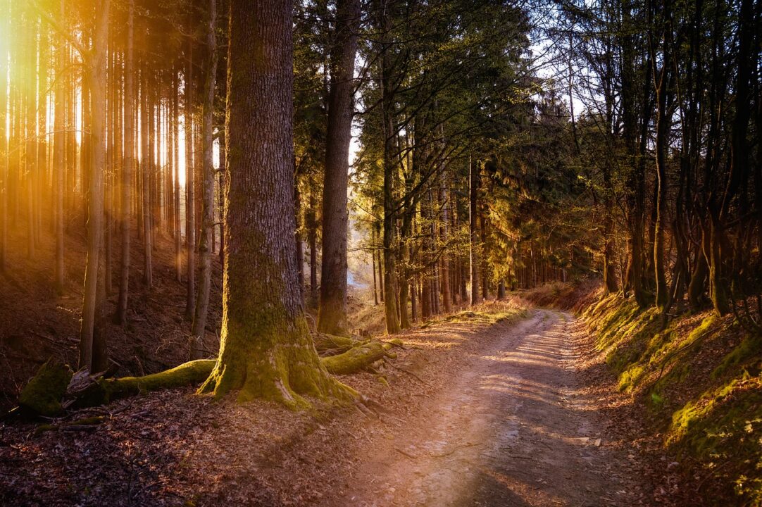 Luce